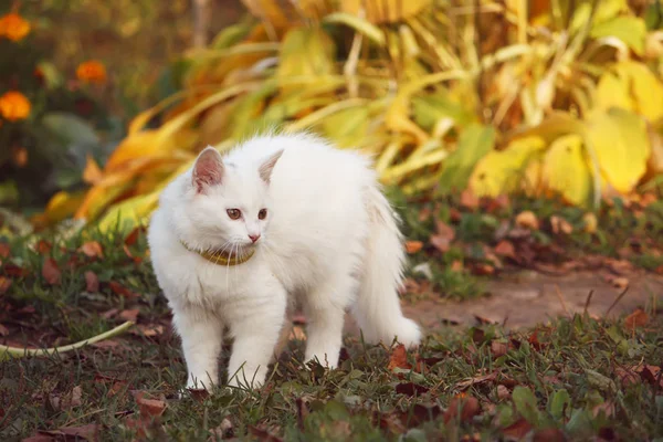 Vit Fluffig Katt Höstträdgården — Stockfoto