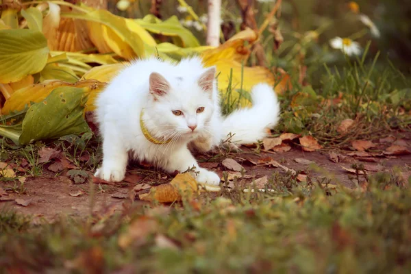 Vit Fluffig Katt Höstträdgården — Stockfoto