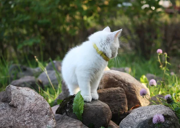 Vit Fluffig Katt Höstträdgården — Stockfoto