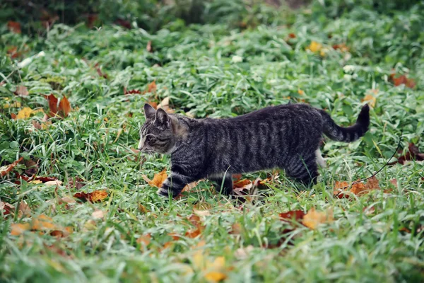 Кошка на зеленой траве — стоковое фото