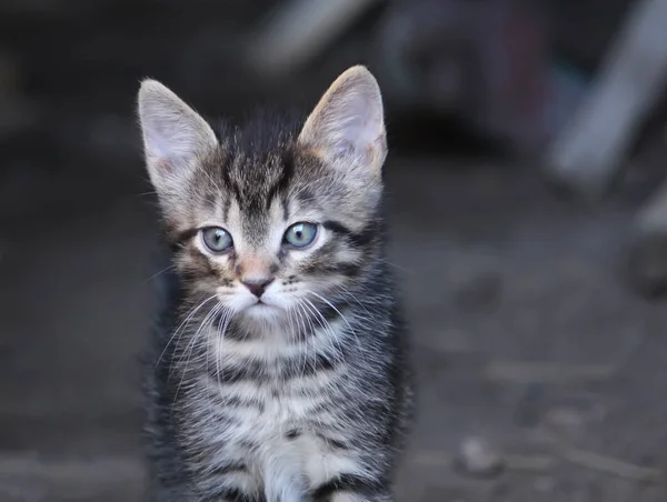 田舎の庭で愛らしい子猫 — ストック写真