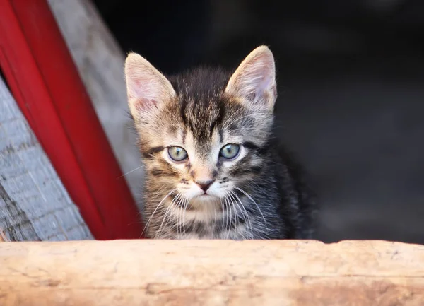 田舎の庭で愛らしい子猫 — ストック写真