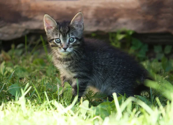 Adorável Gatinho País Quintal — Fotografia de Stock