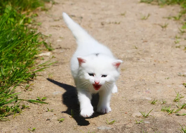 마당에 귀여운 고양이 — 스톡 사진