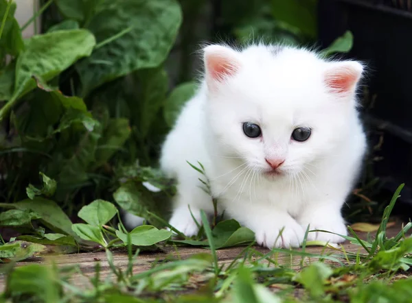 Puszysty biały kociak na tle trawy — Zdjęcie stockowe
