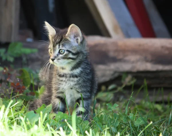 Bahçedeki Sevimli Kedi Yavrusu — Stok fotoğraf