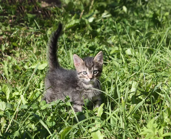 Adorável Gatinho País Quintal — Fotografia de Stock