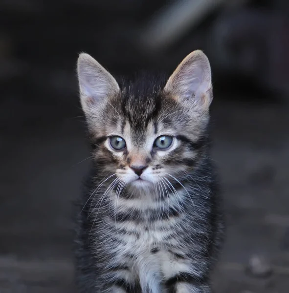 Chaton Adorable Dans Cour Campagne — Photo