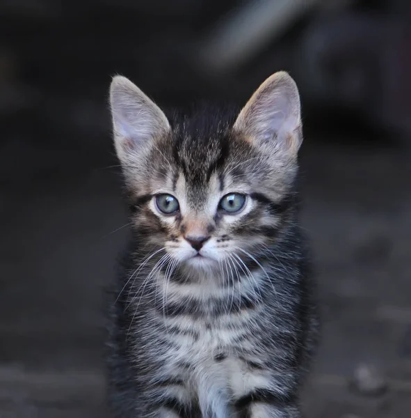 Uroczy kotek na świeżym powietrzu — Zdjęcie stockowe