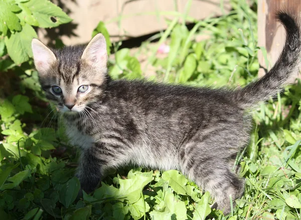 Чарівний Сірий Смугастий Кошеня Сонячному Світлі Грає Зеленій Граді Відкритому — стокове фото