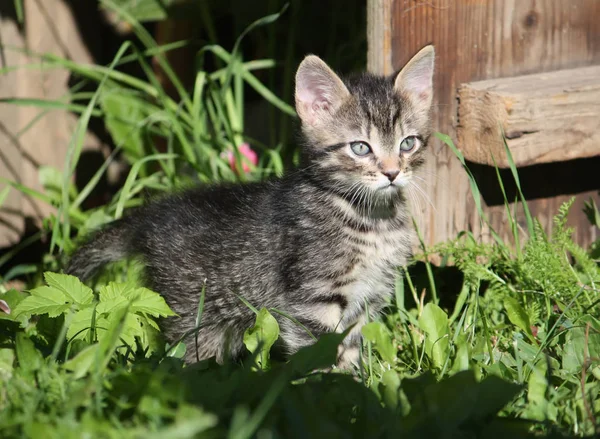 Schattig Kitten Ter Land Werf — Stockfoto