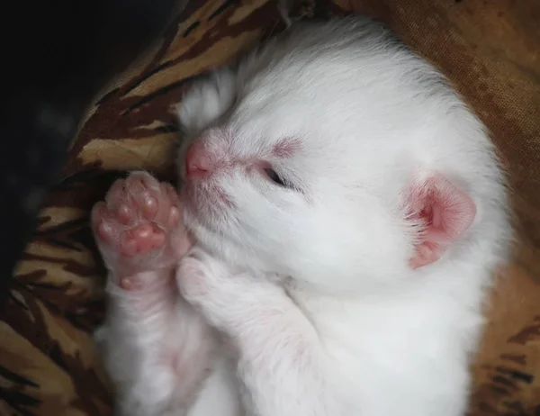Adorable White Newborn Kitten — Stock Photo, Image