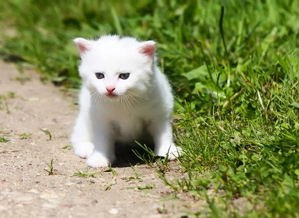 乡村庭院背景上的白色绒毛可爱的小猫咪 — 图库照片