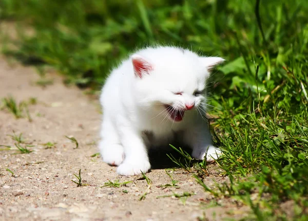 田舎の庭の背景に白いふわふわの愛らしいタビー子猫 — ストック写真