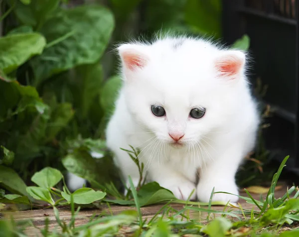 Branco Fofo Adorável Tabby Gatinho Jardim Rural Fundo — Fotografia de Stock