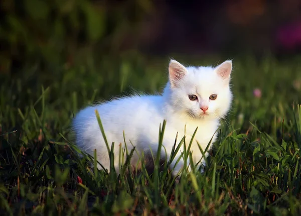 田舎の庭の背景に白いふわふわの愛らしいタビー子猫 — ストック写真