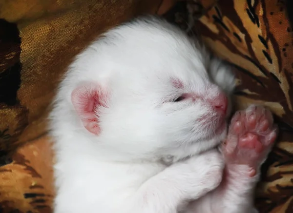 Bianco Adorabile Neonato Gattino Dormire Sul Letto — Foto Stock