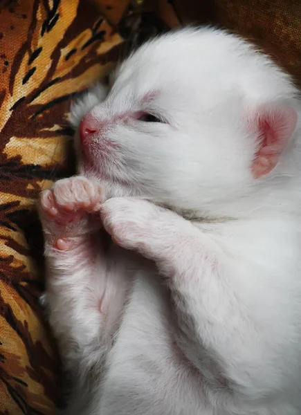 Hvit Henrivende Nyfødt Kattunge Som Sover Sengen – stockfoto