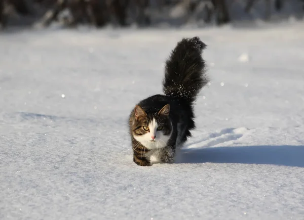新雪の上を走る美しいふわふわの猫 — ストック写真