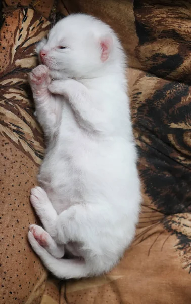 Weiße Entzückende Neugeborene Kätzchen Schlafen Auf Dem Bett — Stockfoto