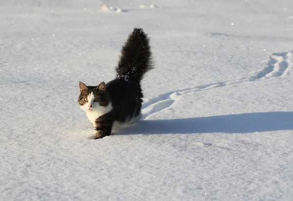 冬の雪原カバーにふわふわの尾を持つ愛らしい若い猫 — ストック写真