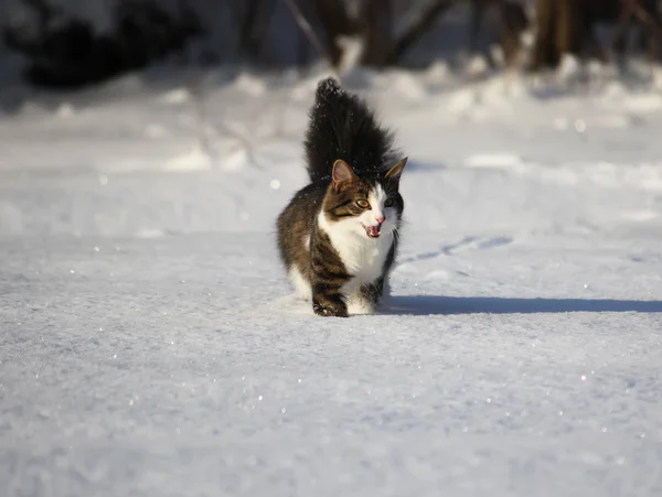 Mooie Pluizige Kat Loopt Verse Sneeuw — Stockfoto