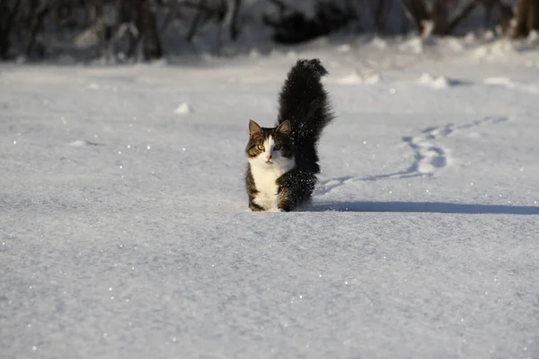 冬の雪原カバーにふわふわの尾を持つ愛らしい若い猫 — ストック写真