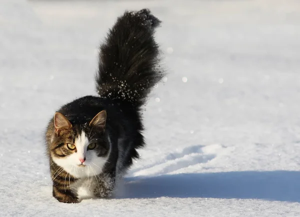 Gato Jovem Adorável Com Rabo Fofo Uma Cobertura Campo Neve — Fotografia de Stock