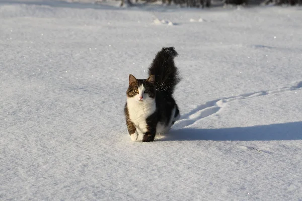 Entzückende Junge Katze Mit Einem Flauschigen Schwanz Auf Einem Schneefeld — Stockfoto