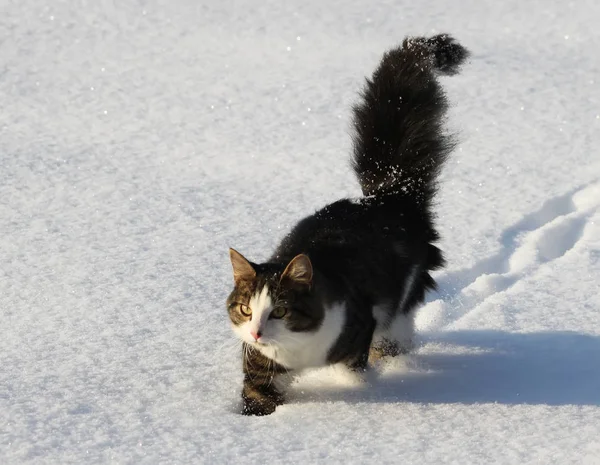 Schöne Flauschige Katze Läuft Auf Neuschnee — Stockfoto