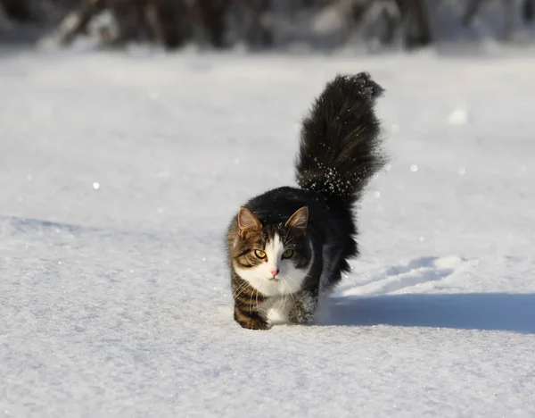 Kışın Kar Tarlasında Tüylü Kuyruğu Olan Sevimli Genç Bir Kedi — Stok fotoğraf