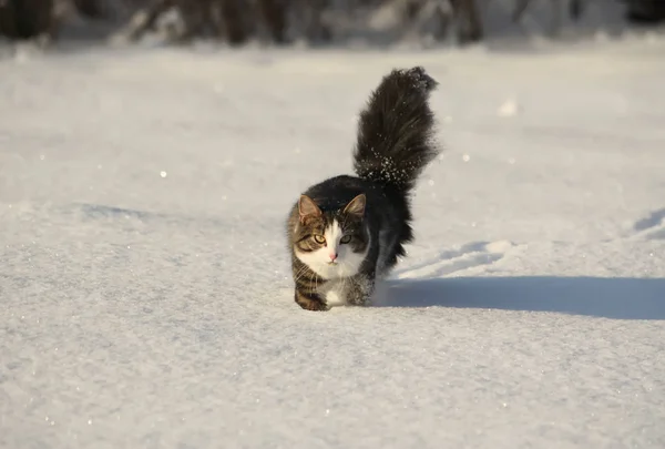 Mooie Pluizige Kat Loopt Verse Sneeuw — Stockfoto