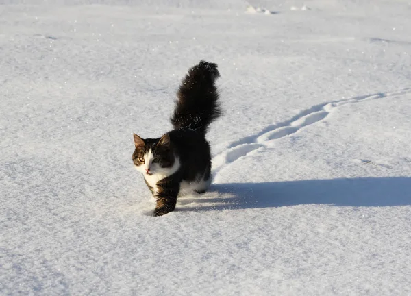 冬の雪原カバーにふわふわの尾を持つ愛らしい若い猫 — ストック写真