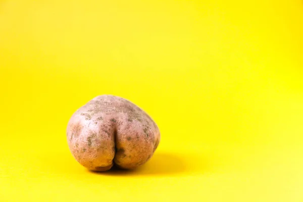 Raw funny potato in a shape of ass on bright yellow background. — Stock Image Raw Funny Potato Shape Ass Bright Yellow Background Stock Image