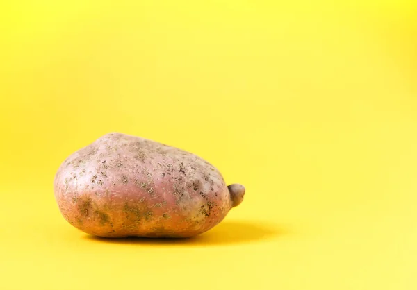 Raw potato on bright yellow background. — Stock Image Raw Potato Bright Yellow Background Stock Image