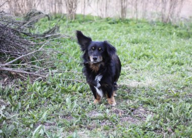 Bir kara köpeğin açık havada