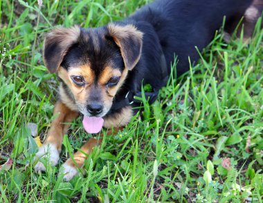 Yeşil çimenlerin üzerinde oturan komik köpek