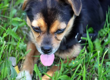 Yeşil çimenlerin üzerinde oturan komik köpek