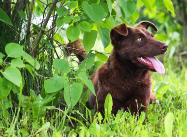 Yeşil çimenlerin üzerinde oturan komik köpek