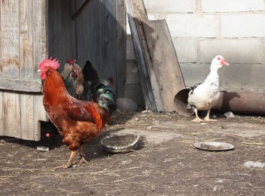 Çiftlik arka planında evcil ördek. Eski efekt biçimi.