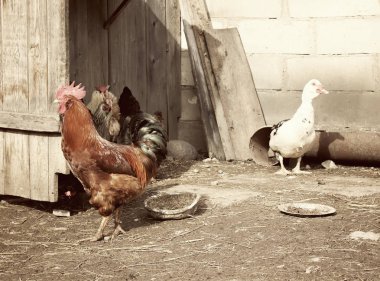 Çiftlik arka planında evcil ördek. Eski efekt biçimi.