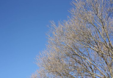 Mavi gökyüzü arka planında ağaç dalları