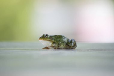 Yeşil kurbağa, tahta bir tahtanın üzerinde oturuyor.