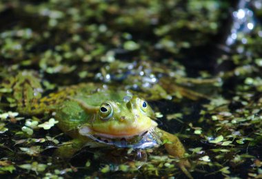 Ördek otuyla gölde yüzen yeşil kurbağa.