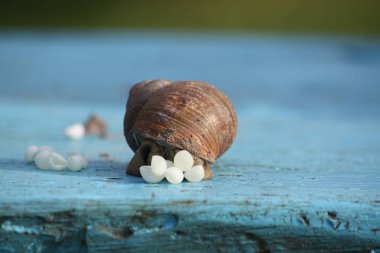 Salyangoz bir ahşap yüzeye açık havada onun yumurta koyarlar. Salyangoz yeniden oluşturma.