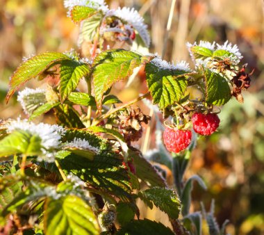 Frost on the green raspberry leaves