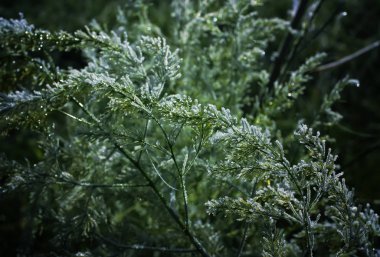 Sonbahar parkındaki ilk don. Kasım 'ın erken saatlerinde.