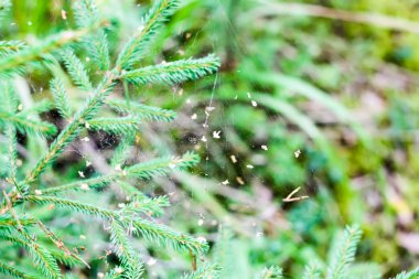 Yaz ormanında yabanmersini.