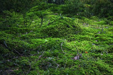 Yaz ormanında yeşil yosun.