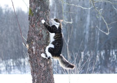 Siyah ve beyaz kabarık genç kedi kış parkta ağaç tırmanma.
